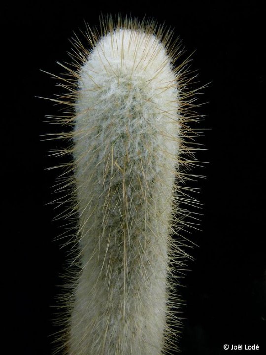 Espostoopsis dybowskyi ex Austrocephalocereus JLcoll.509